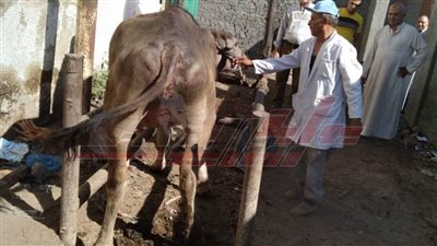 حملة قومية لتحصين المواشي بمدينة بيلا في كفر الشيخ