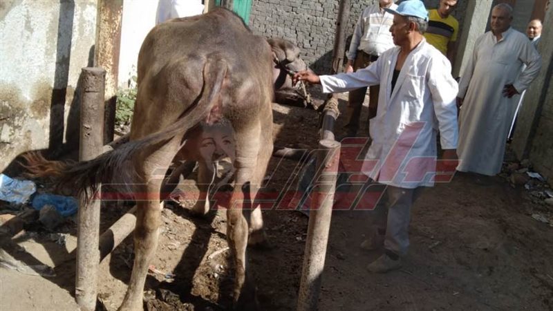 تحصين المواشي