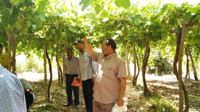 غذاء صحى وآمن..سحب عينات من محصول العنب بالبحيرة