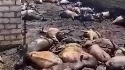 نفوق 145 رأس ماشية في حريق مزرعة أغنام في سمالوط شمال المنيا