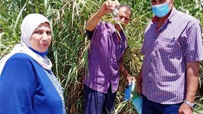 الانتهاء من مكافحة القوارض بـ394 جمعية زراعية بالبحيرة