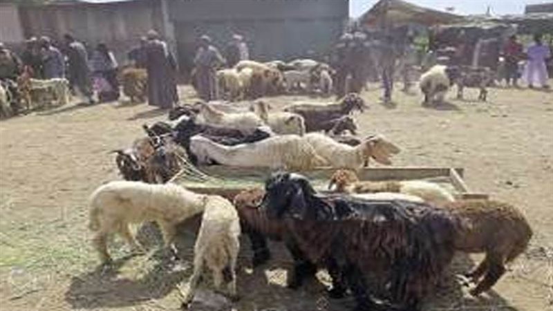 صورة أرشيفة