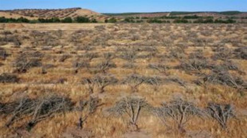 اشجار اللوز