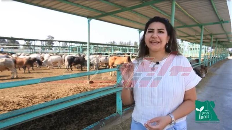 مزارع مصر الخير