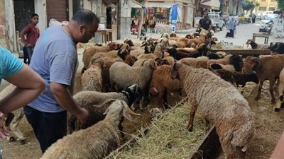 محافظ الإسكندرية: استمرار الاستعدادات لاستقبال عيد الأضحي المبارك