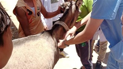جامعة سوهاج تطلق قوافلها البيطرية وتعالج ٨٤٠ حالة من أنواع الحيوانات