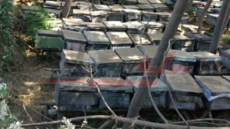 مشروع خلايا النحل