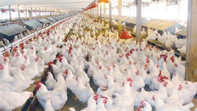 أسعار الدواجن والبيض اليوم الأربعاء 14 يوليو 2021