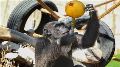 حديقة الحيوانات بالعين تعزز جهود الحفاظ على الشمبانزي