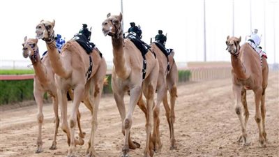 الاتحاد السعودي للهجن يطلق سباق المفاريد السنوي 2021م