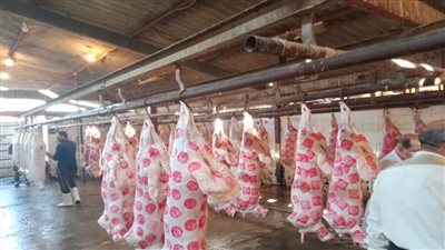 رفع درجة الاستعداد القصوى بالمجازر الحكومية لاستقبال عيد الأضحى المبارك بالأقصر