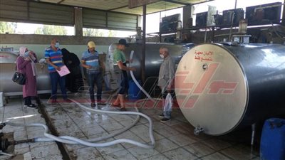 لجان جديدة للمرور على مراكز تجميع الألبان في بيلا بكفر الشيخ