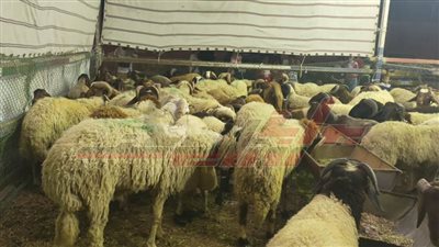 تعرف على الأخطاء الشائعة عند شراء الأضاحي