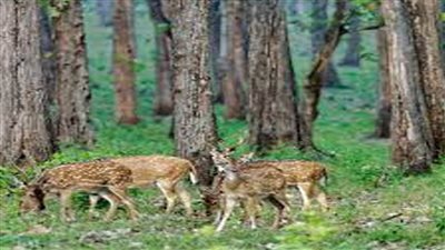 المفوضية الأوروبية تعتمد استراتيجية جديدة لحماية واستعادة غابات أوروبا بحلول 2030