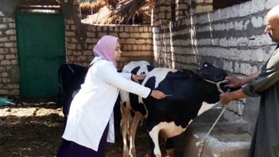 تحصين 157 ألفا و461 رأسًا من الماشية بكفرالشيخ ضد الأمراض الوبائية