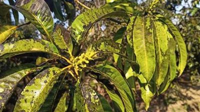 مزارعو المانجو بالإسماعيلية يطالبون الجهات البحثية بمواجهة العفن الهبابي