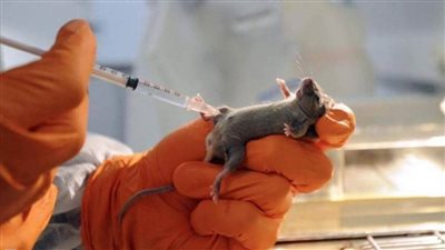 علماء يابانيون يستنبطون بويضات لجرزان قابلة للحياة من الصفر لأول مرة