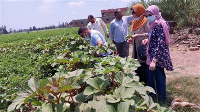 وقاية النباتات ينفذ سلسلة من الندوات الإرشادية والمدارس الحقلية بالدقهلية