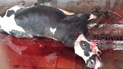 مجازر كفر الشيخ ونقاط الذبح تستقبل 800 رأس ماشية من ذبائح المواطنين