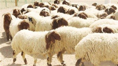 داعية يوضح الوقت الصحيح للأضحية وعلى من توزع.. تعرف على الشروط