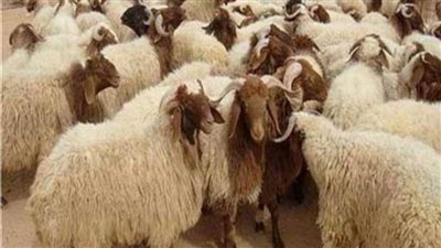 تعرف على حجم الإقبال على أضاحي العيد بالوادي الجديد