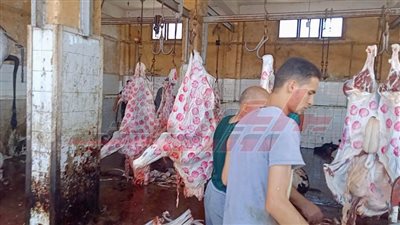 مجازر كفر الشيخ.. نقاط الذبح تستقبل 400 رأس ماشية