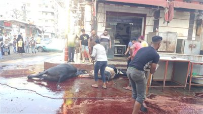 فرحة في عيون الأطفال.. ممارسة شعيرة ذبح الأضاحي بمحلات الجزارة بالبحيرة