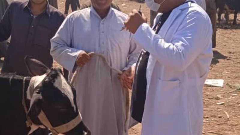 متابعة أسواق المواشى