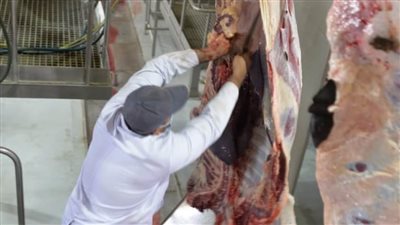 من مجزر أبي سمبل: انطلاق عملية ذبح أضاحي الأوقاف في الوقت الشرعي