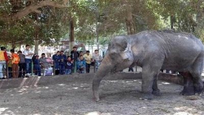 رئيس حدائق الحيوان: 18 ألف زائر في أول أيام عيد الأضحى المبارك