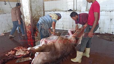 ذبح 900 رأس ماشية بمجازر كفر الشيخ في ثاني أيام العيد