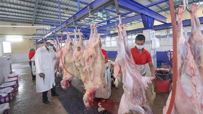 السعودية: مسالخ ومطابخ الباحة تستقبل أكثر من 1700 أضحية في أول أيام عيد الأضحى