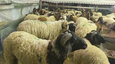 احتفالات الإسماعيلية في العيد من الفجر حتى وصلي لربك وانحر