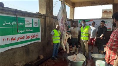 ذبح وتوزيع لحوم 40 عجلا بلديا على الأسر المستحقة والأولى بالرعاية بأسيوط