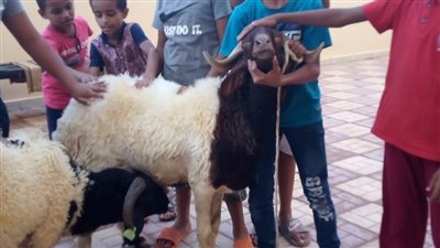 دار أيتام المدينة المنورة بالعاشر من رمضان تحتفل مع أبنائها بعيد الأضحى