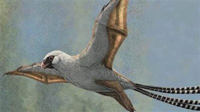 عاجل| علماء يكتشفون طائرًا مميزًا عاش قبل 160 مليون سنة