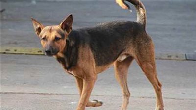 إصابة 10 أطفال بعقر كلب ضال فى بنها