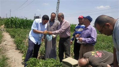 مسؤولو زراعة الإسماعيلية يتابعون زراعات القطن بمركز ومدينة القصاصين