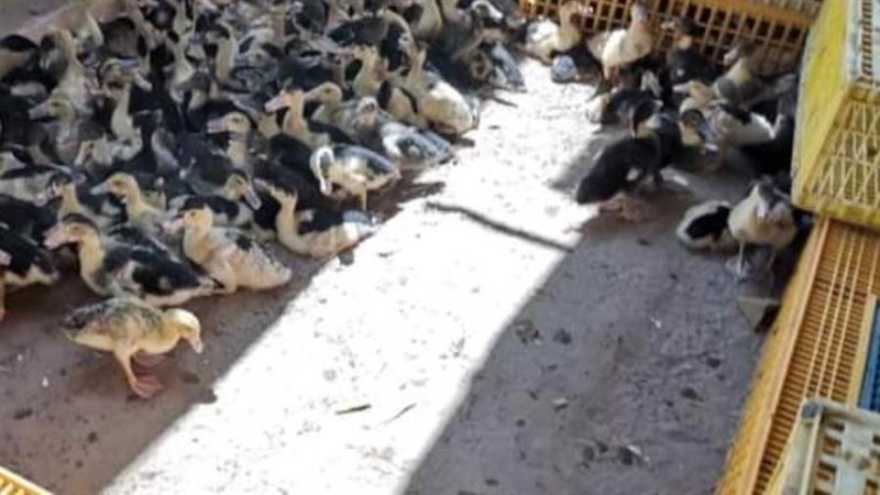 مشروع تنمية القرية