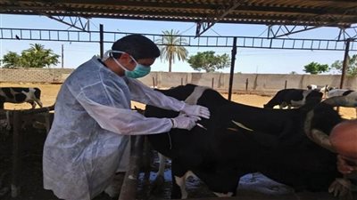 الزراعة تواصل تحصين الماشية ضد هذه الأمراض
