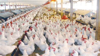 بورصة الدواجن| أسعار الدواجن تواصل استقرارها.. وحملات مكثفة على الأسواق 