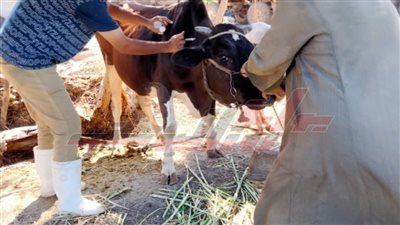 تحصين 185 ألف رأس ماشية بكفر الشيخ