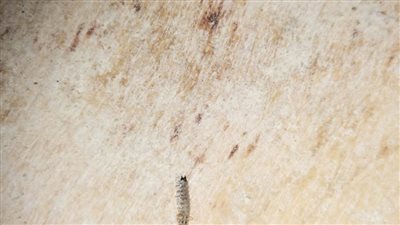 غلق 8 مخابز بلدية لوجود خطر داهم ونقص في الاشتراطات بالشرقية