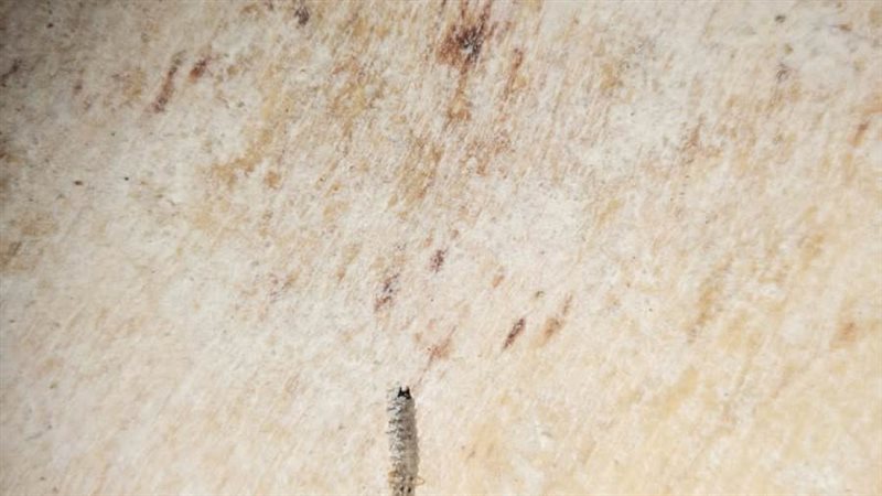 حشرات علي طاولات