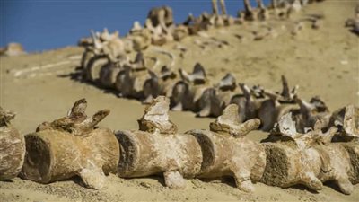 وادي الحيتان بالفيوم.. هياكل عظمية للحيتان وسط رمال الصحراء