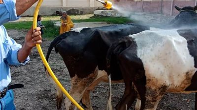 الطب الببطري.. علاج ورش 94 ألفا و545 رأس ماشية بالبحيرة