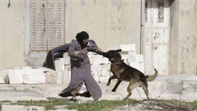 سلعوة تعقر 9 أشخاص بملوي جنوب المنيا 