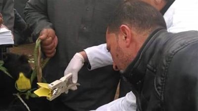 الطب البيطري بالبحيرة: استخراج ٢٦٠٢٤ بطاقه تسجيل حيوان وبدل فاقد