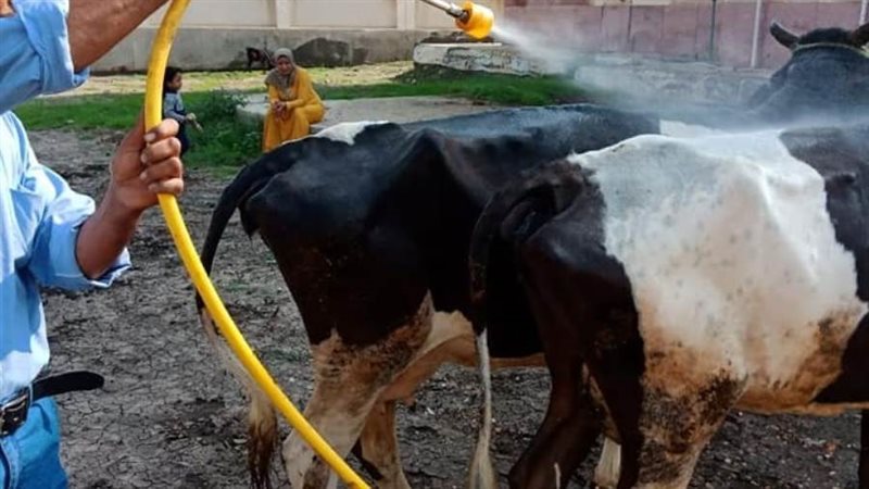 علاج وتحصين المواشي