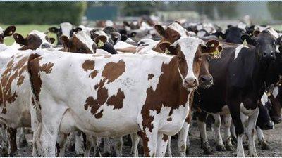 لمربي الماشية.. تعرف على أعراض 